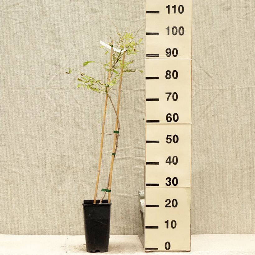 Example of Glycine de Chine Caroline - Wisteria sinensis Pot de 2L/3L as you get in ete