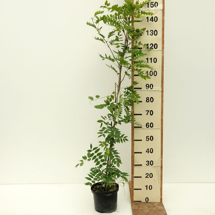 Example of Glycine de Chine - Wisteria sinensis Alba Pot de 3L/4L as you get in ete