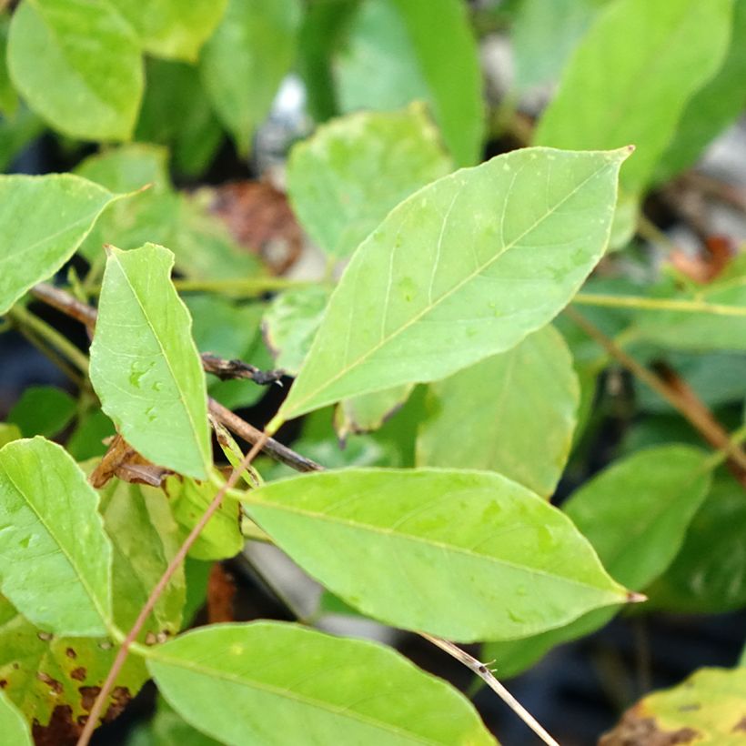 Glycine de Chine - Wisteria sinensis (Foliage)