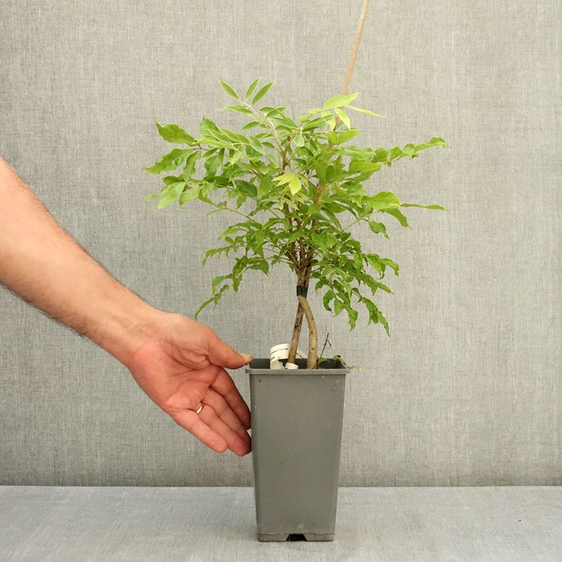 Example of Glycine de Formose - Wisteria formosa Pot de 1,5L/2L as you get in ete