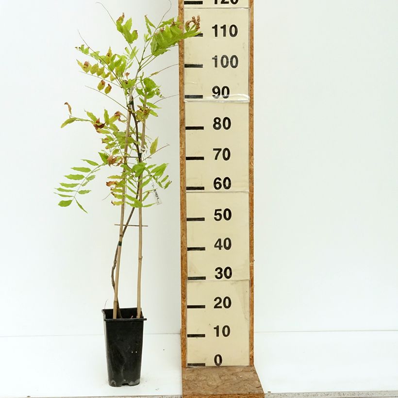 Example of Glycine de Formose - Wisteria formosa Pot de 3L/4L as you get in ete