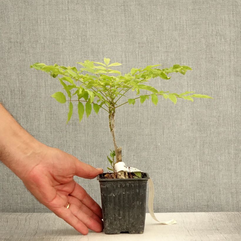 Example of Glycine du Japon - Wisteria floribunda Alba Godet de 8/9 cm as you get in ete