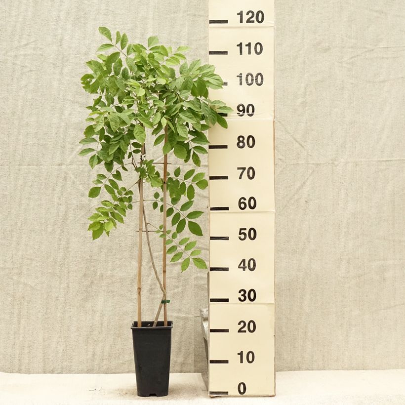 Example of Glycine du Japon - Wisteria floribunda  Pot de 3L/4L as you get in ete