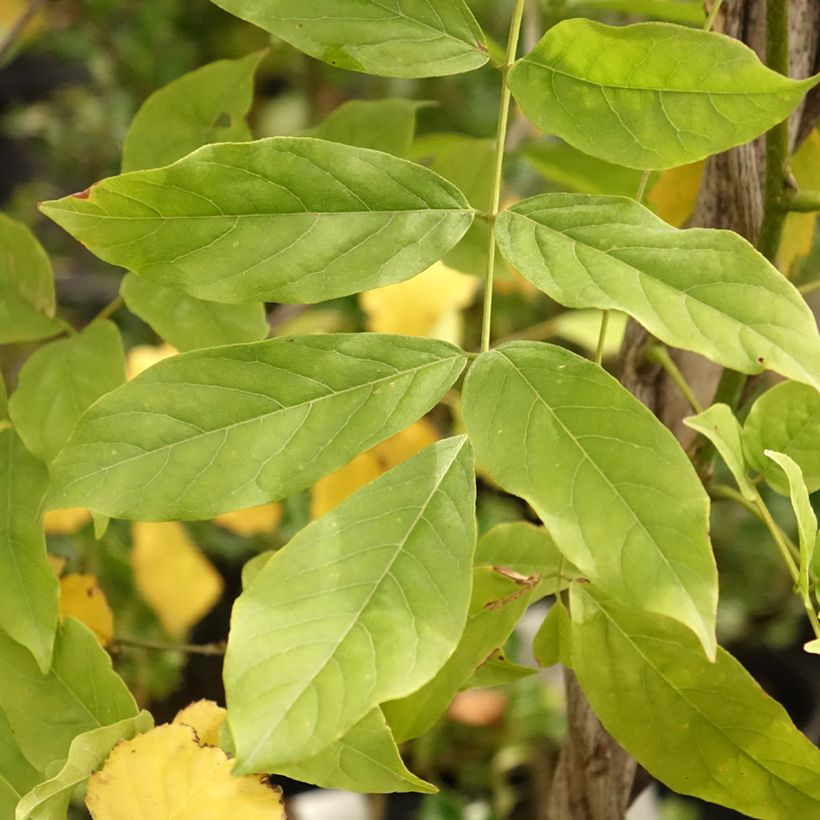 Glycine du Japon - Wisteria floribunda Shiro-noda (Foliage)