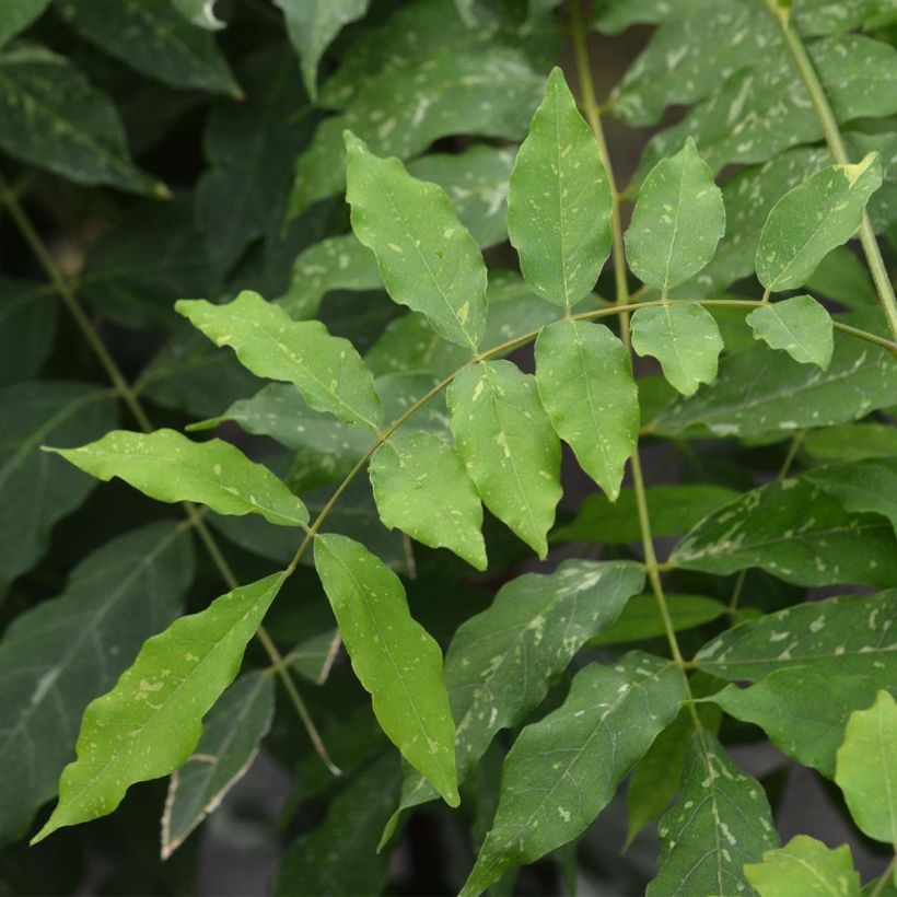 Glycine du Japon - Wisteria floribunda variegata (Foliage)