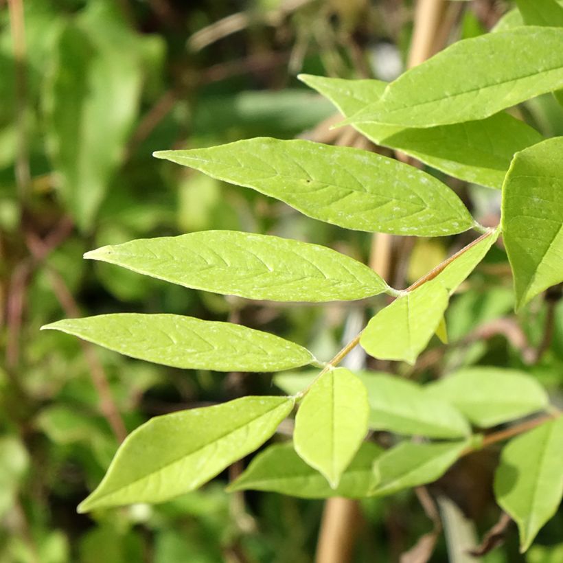 Glycine frutescens - Wisteria frutescens (Foliage)