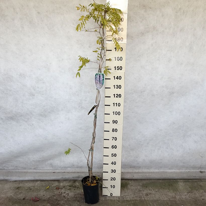 Example of Glycine japonaise Lawrence - Wisteria floribunda Pot de 6L/7L as you get in automne