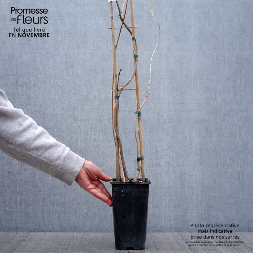 Example of Glycine japonaise - Wisteria floribunda Lipstick Pot de 3L/4L as you get in automne
