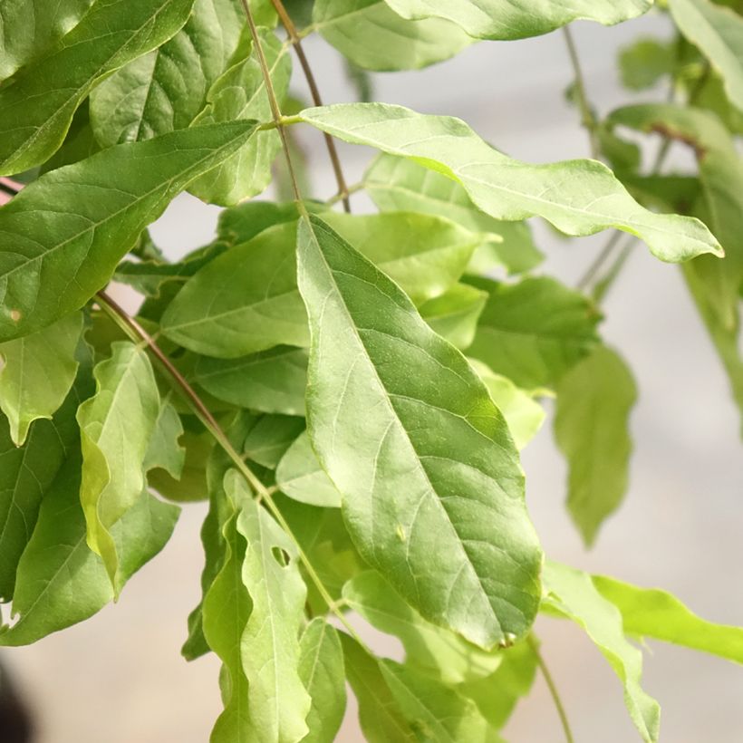 Glycine japonaise - Wisteria floribunda Lipstick (Foliage)