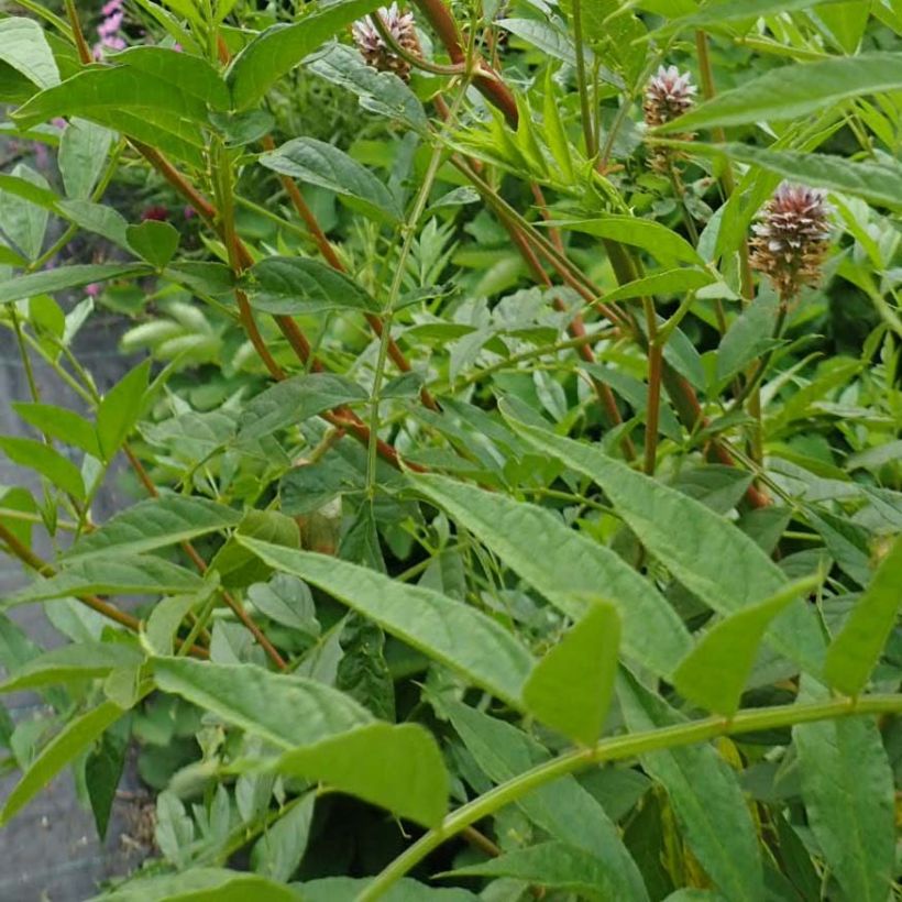 Réglisse du Yunnan - Glycyrrhiza yunnanensis (Foliage)