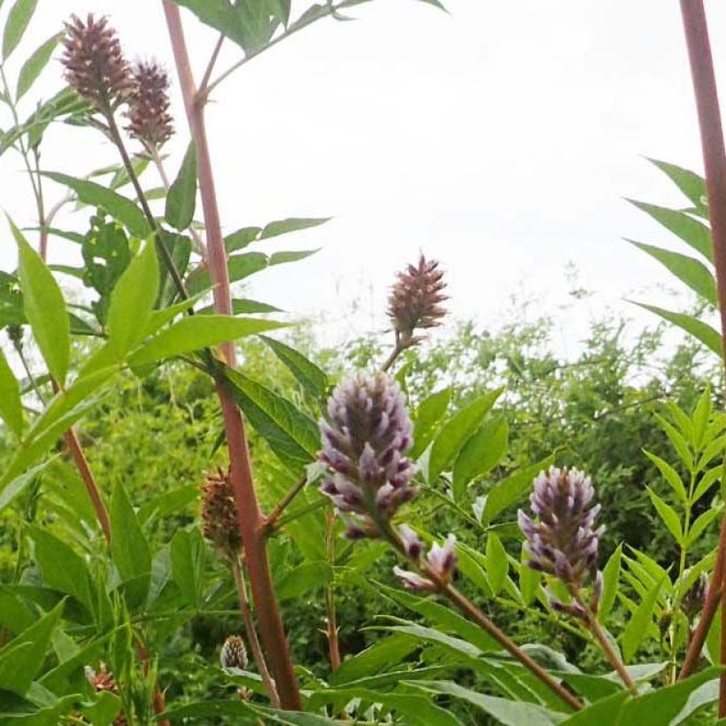 Réglisse du Yunnan - Glycyrrhiza yunnanensis (Flowering)