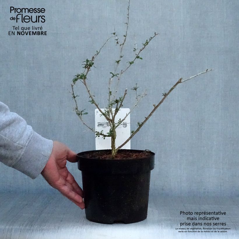 Example of Goji Big Lifeberry - Lycium barbarum Pot de 1,5L/2L, Touffe as you get in automne