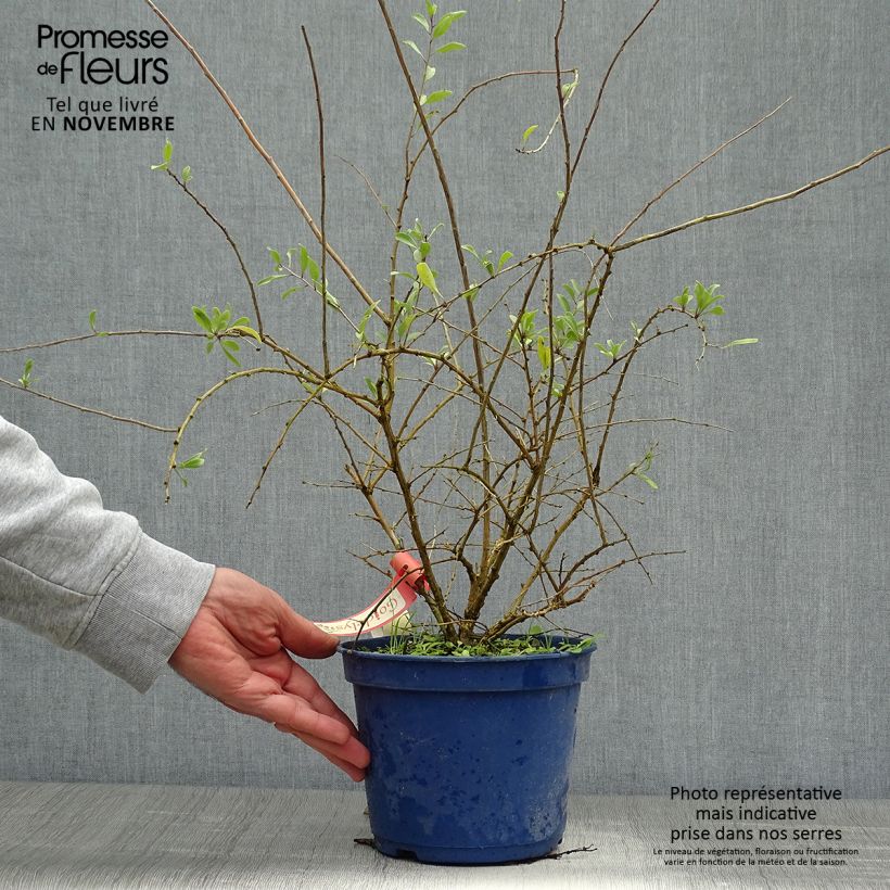 Example of Goji Gojidelys - Lycium barbarum Pot de 2L/3L, Touffe as you get in automne