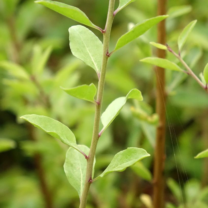 Goji Instant Success - Lycium barbarum (Foliage)