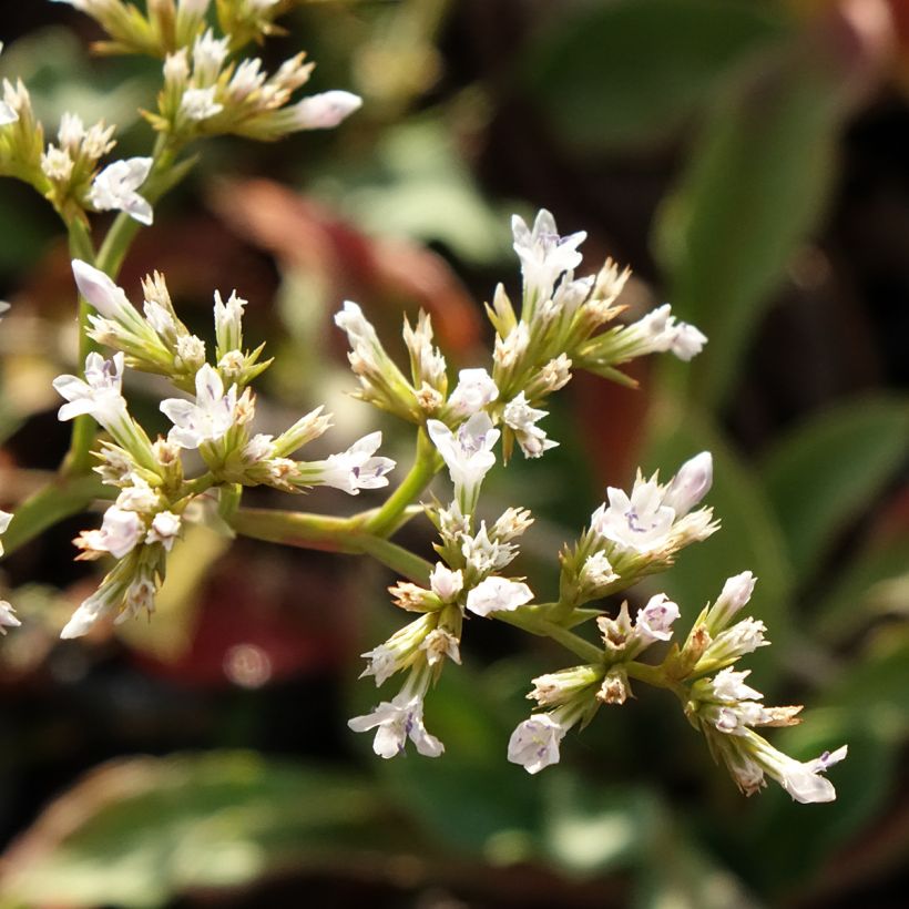 Goniolimon collinum (Flowering)