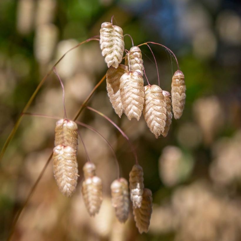 Graines de Briza maxima - Grande brize (Flowering)