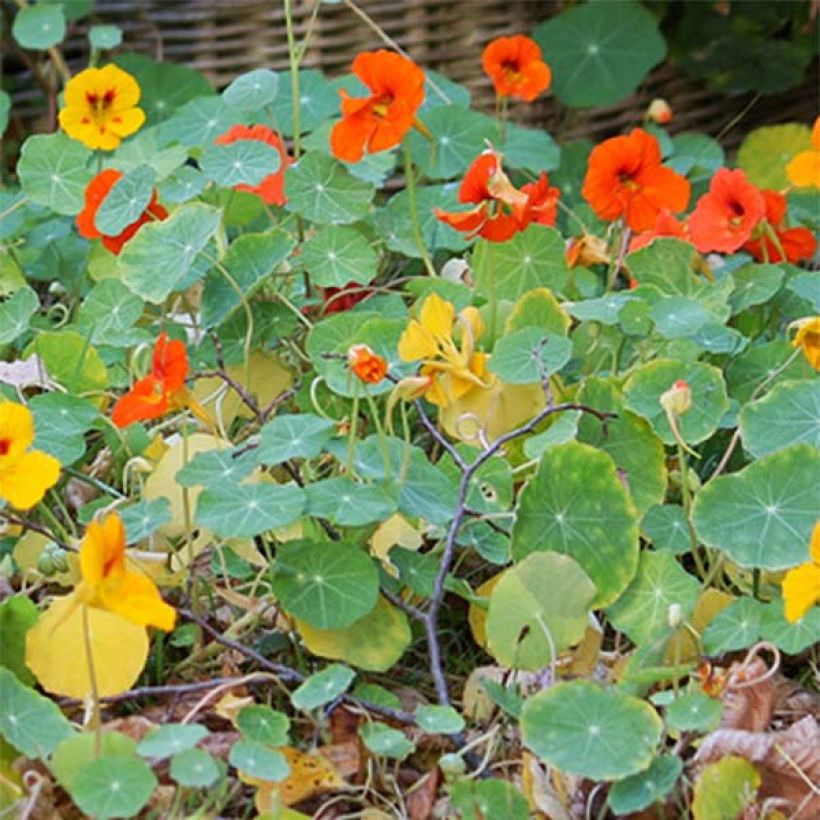 Graines de Capucine naine Tom Pouce (Tom Thumb) en mélange (Foliage)