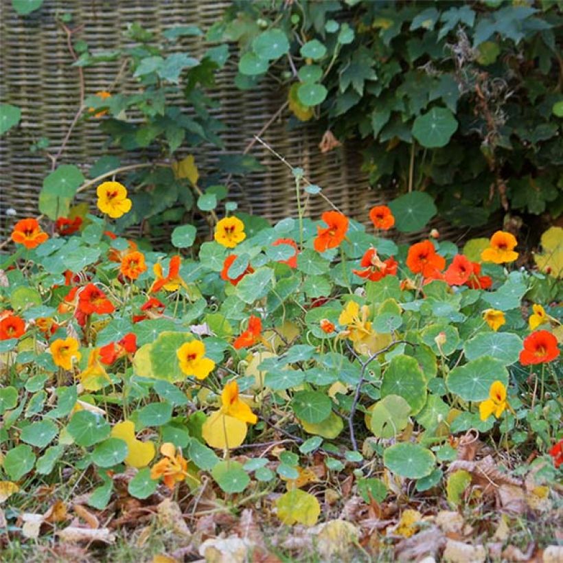 Graines de Capucine naine Tom Pouce (Tom Thumb) en mélange (Flowering)
