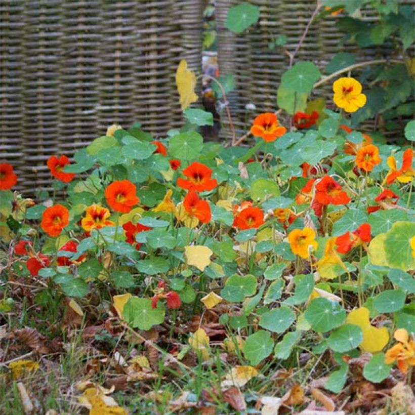 Graines de Capucine naine Tom Pouce (Tom Thumb) en mélange (Plant habit)