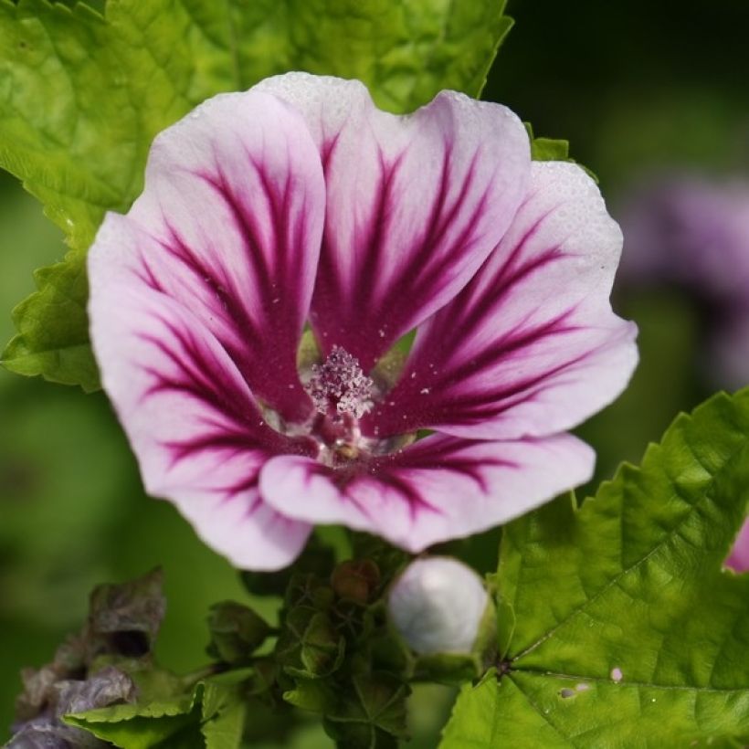 Graines de Malva sylvestris Zebrina - Grande Mauve (Flowering)