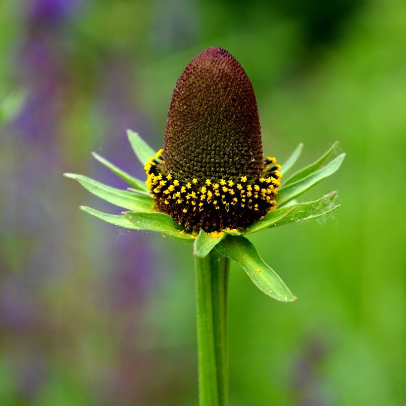 Graines de Rudbeckia Green Wizard - Rudbeckia occidentalis (Flowering)