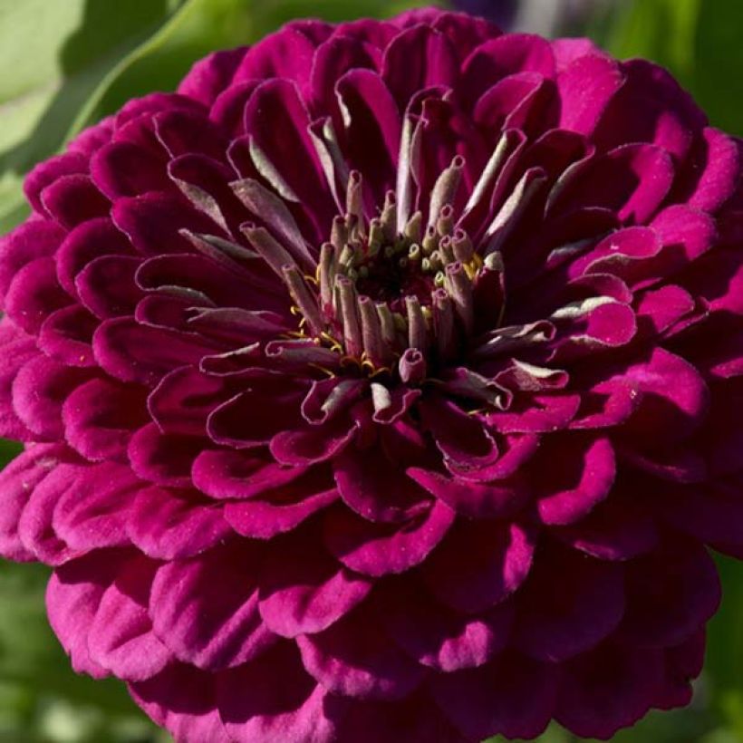 Graines de Zinnia elegans Purple Prince (Flowering)