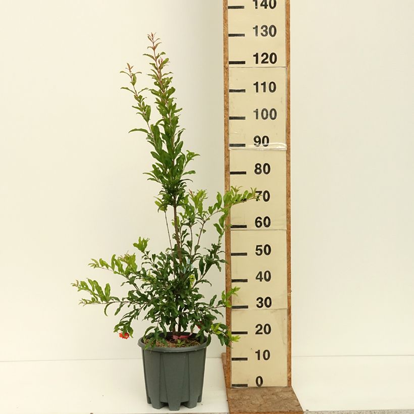 Example of Grenadier à fleurs - Punica granatum California Sunset Pot de 7,5L/10L as you get in ete
