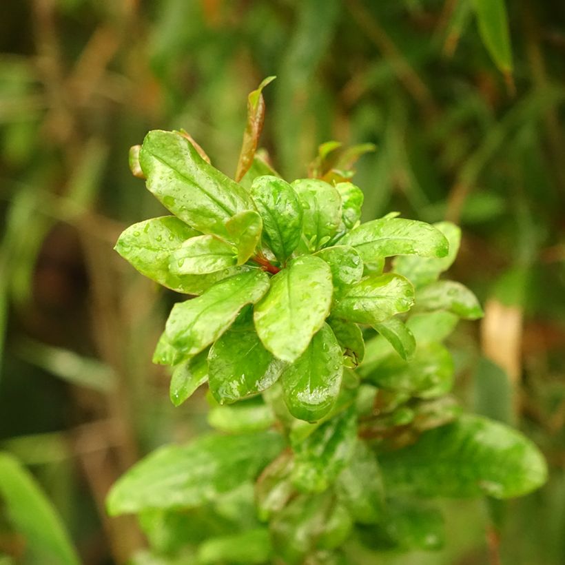 Grenadier à fleurs - Punica granatum Noshi Shibari (Foliage)