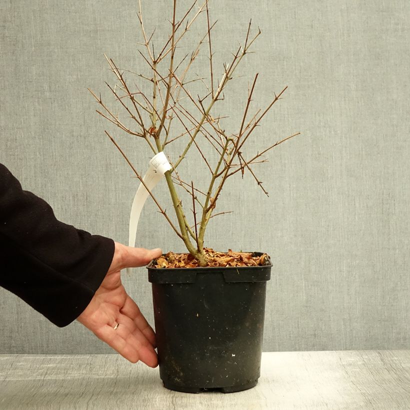 Example of Grenadier à fruits - Punica granatum Parfianka Pot de 3L/4L, Buisson as you get in automne