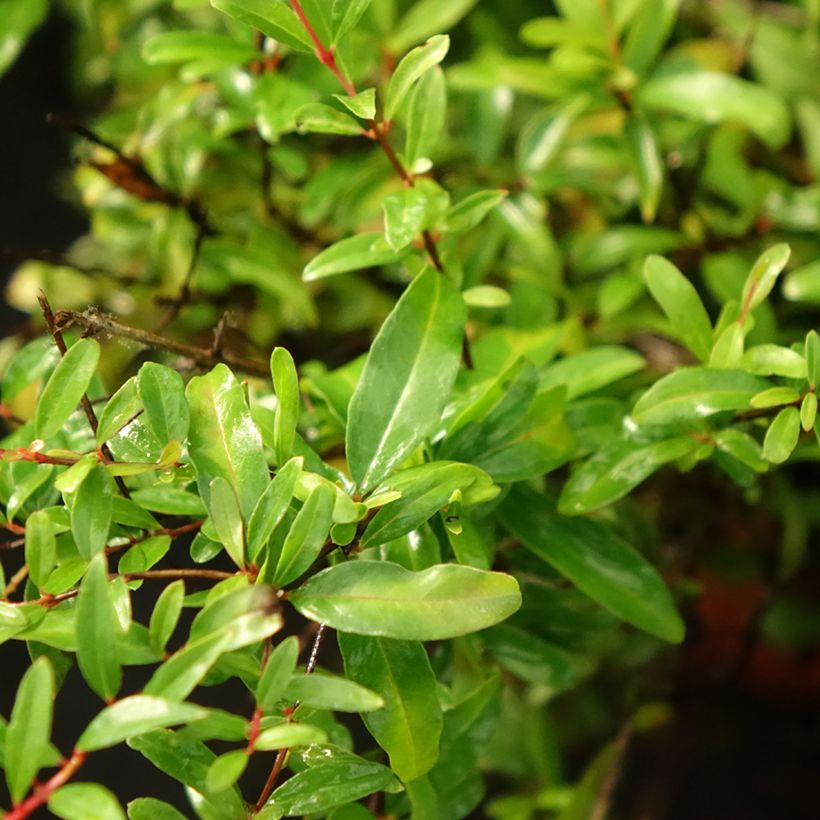 Grenadier nain - Punica granatum Chico ou Nana Gracillissima (Foliage)