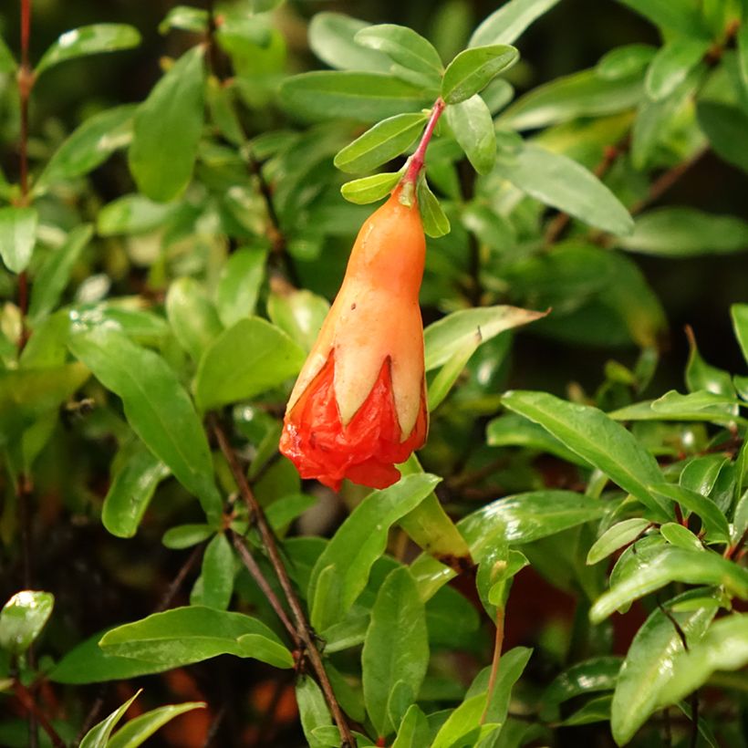 Grenadier nain - Punica granatum Chico ou Nana Gracillissima (Flowering)
