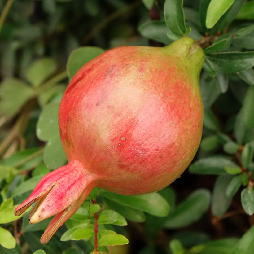 Grenadier nain - Punica granatum Chico ou Nana Gracillissima (Harvest)