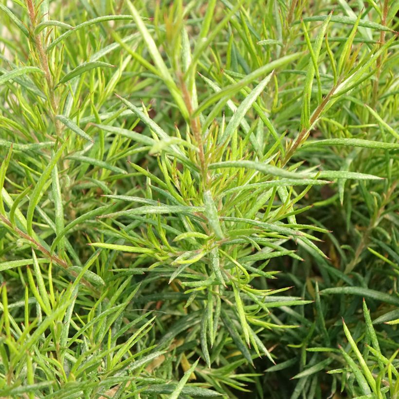 Grevillea gracilis Clearview David (Foliage)