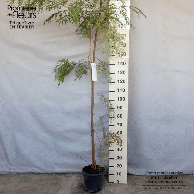 Example of Grevillea robusta - Grévillier Pot de 7,5L/10L as you get in hiver