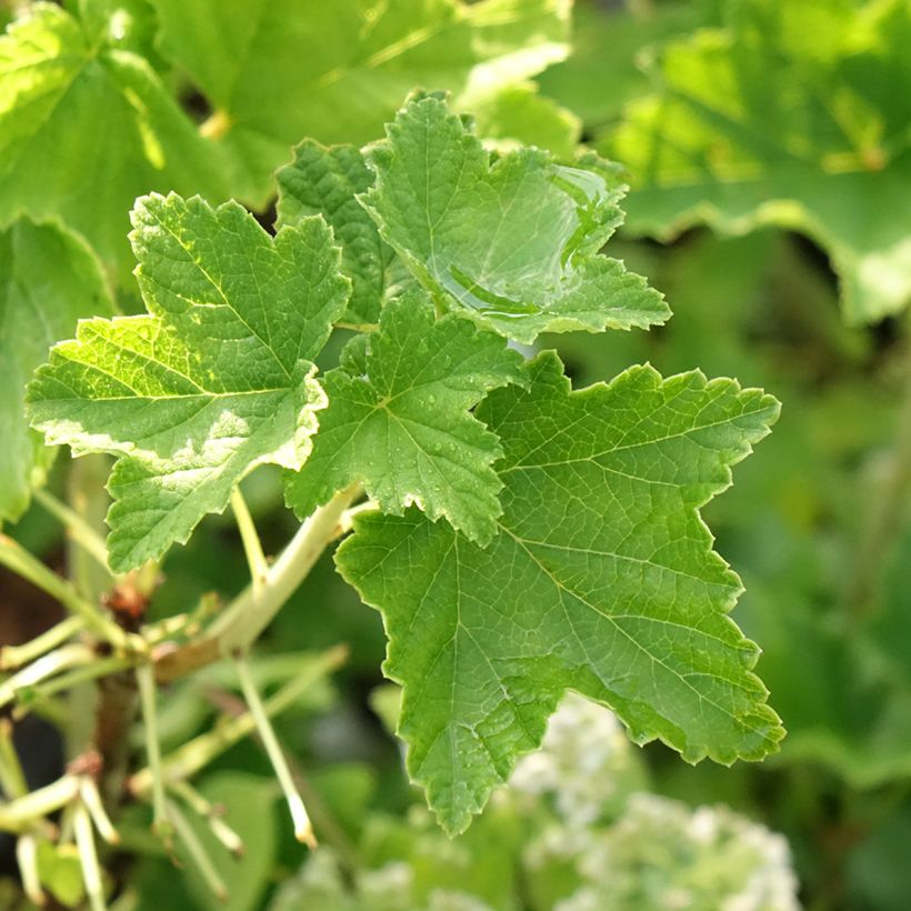 Groseillier à grappes blanches Zitavia (Foliage)
