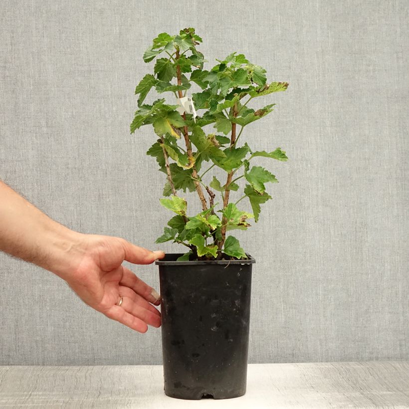 Example of Groseillier à grappes blanches Zitavia Pot de 2L/3L, Touffe as you get in ete