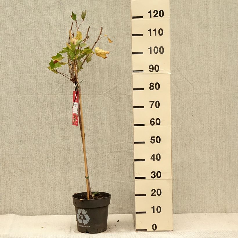 Example of Groseillier à grappes Rolan Pot de 6L/7L, Tige as you get in automne
