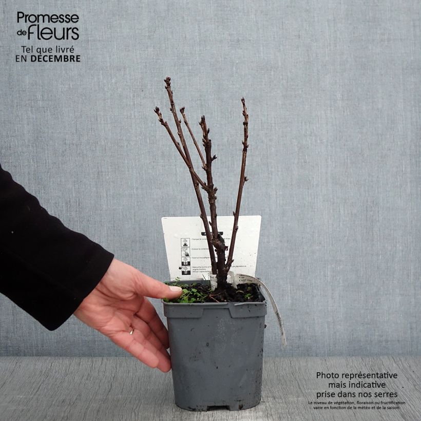 Example of Groseillier à grappes rouges Premiere Groseille Raisin Deltir Pot de 2L/3L as you get in automne
