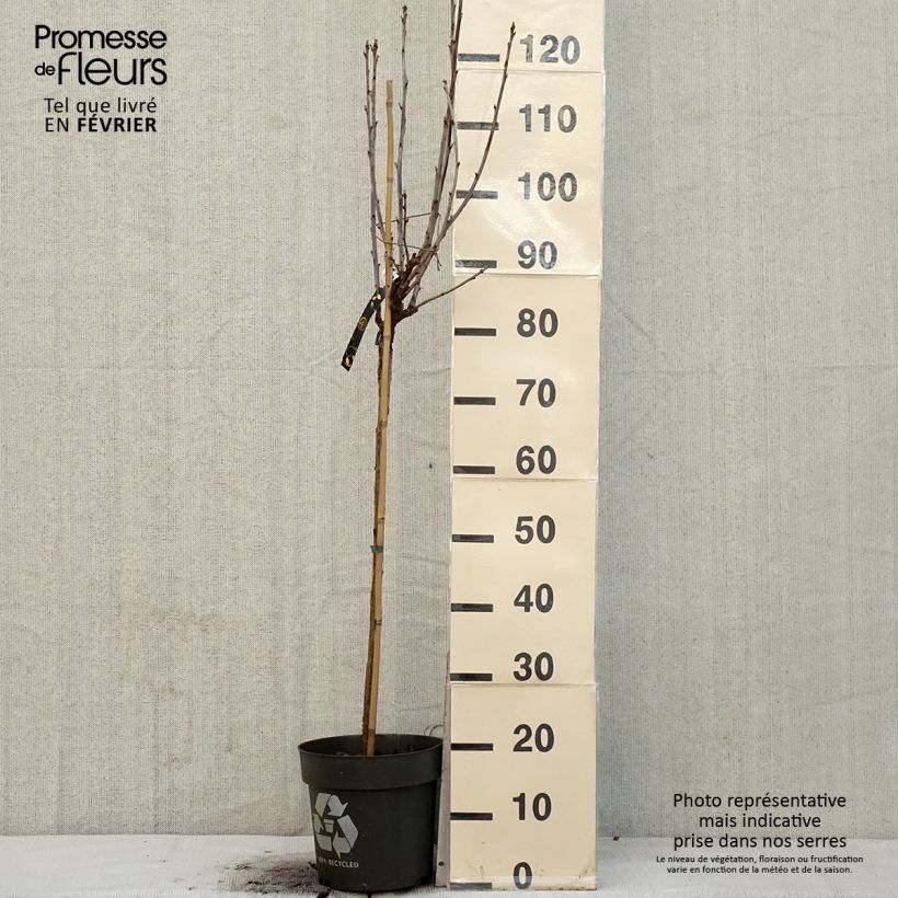 Example of Groseillier à grappes rouges Ribest Babette Pot de 6L/7L, Tige as you get in hiver