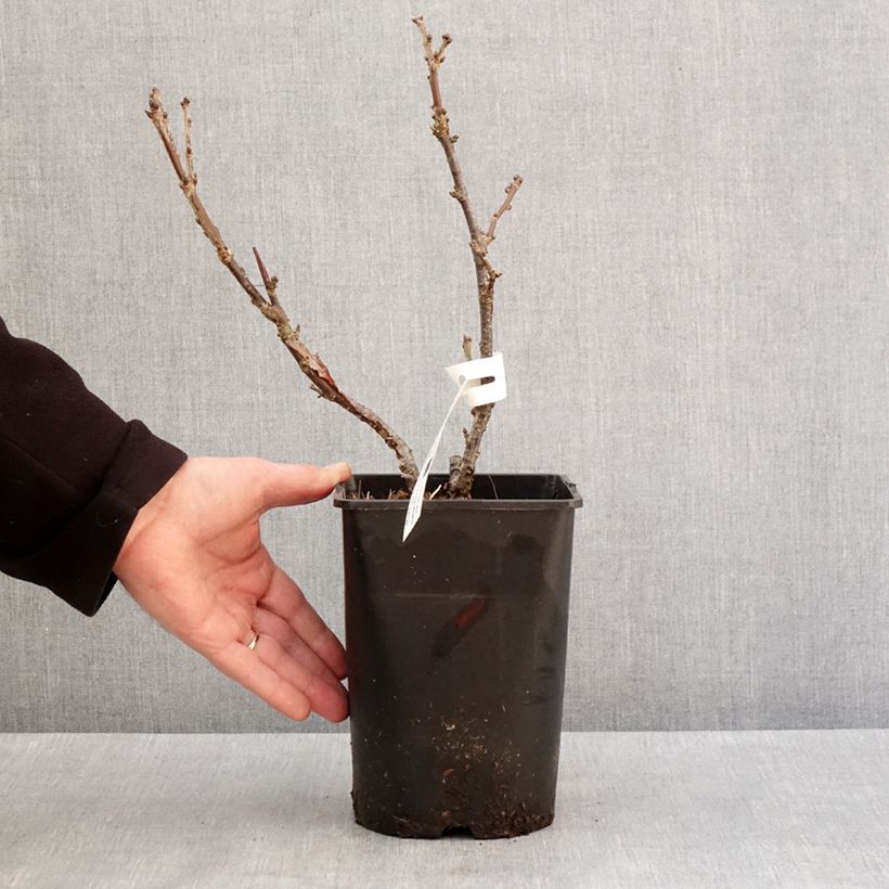 Example of Groseillier à grappes rouges Rosetta Pot de 2L/3L, Touffe as you get in hiver