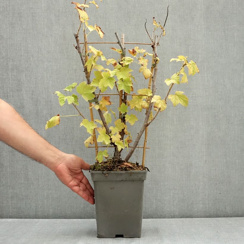 Example of Groseillier à grappes rouges Versaillaise - Ribes rubrum Pot de 4L/5L as you get in ete