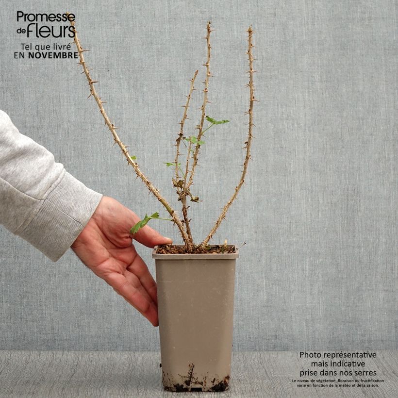 Example of Groseillier à maquereaux Crispa Goldling - Ribes uva-crispa Pot de 1,5L/2L as you get in automne