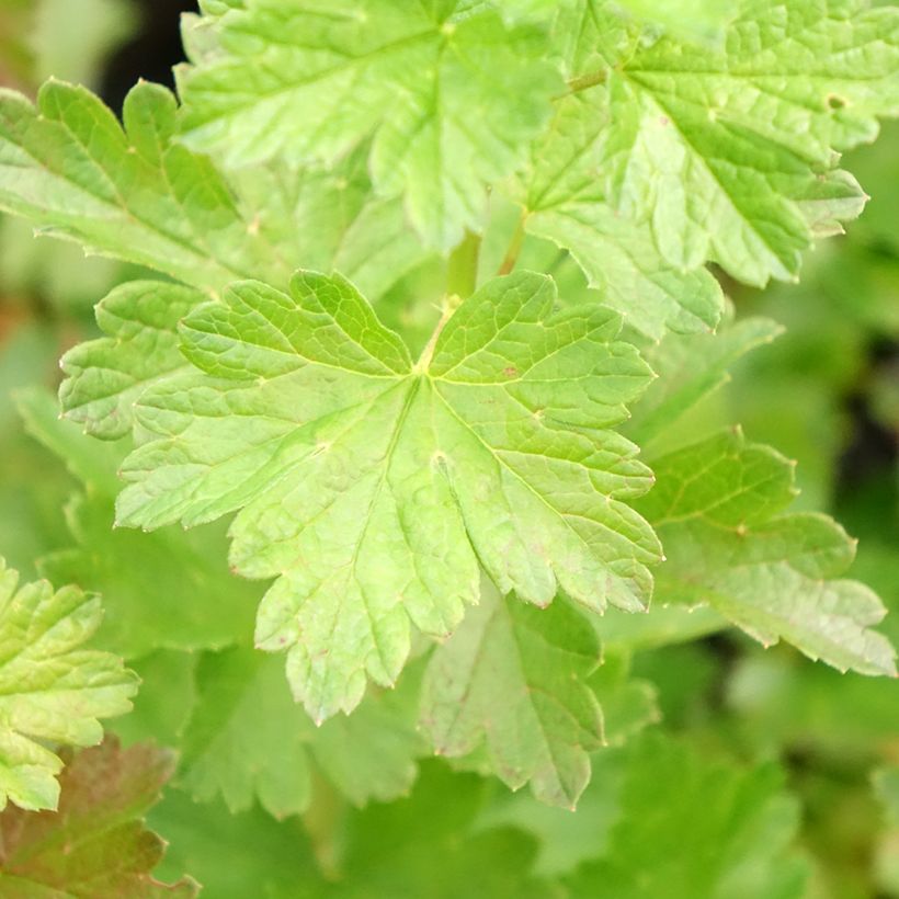 Groseillier à maquereaux Easycrisp Mr Green - Ribes uva-crispa  (Foliage)