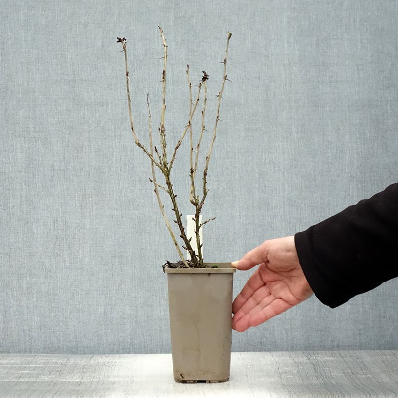 Example of Groseillier à maquereaux Easycrisp Mr Green - Ribes uva-crispa  Pot de 1,5L/2L as you get in automne
