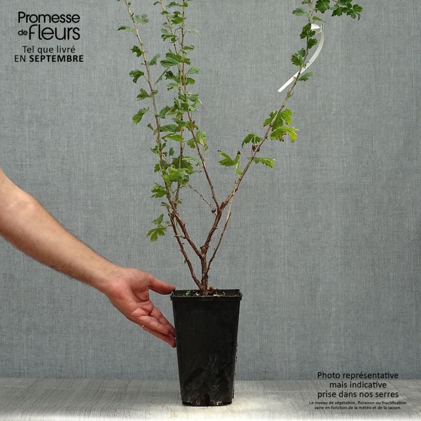 Example of Groseillier à maquereaux Freedonia  Pot de 1,5L/2L as you get in automne