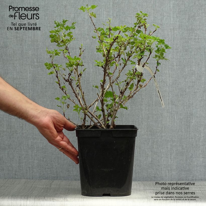 Example of Groseillier à maquereaux Freedonia  Pot de 4L/5L as you get in automne