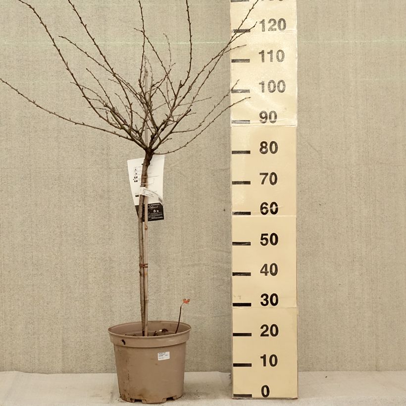 Example of Groseillier à maquereaux Invicta  Pot de 7,5L/10L, 1/4 de tige as you get in automne