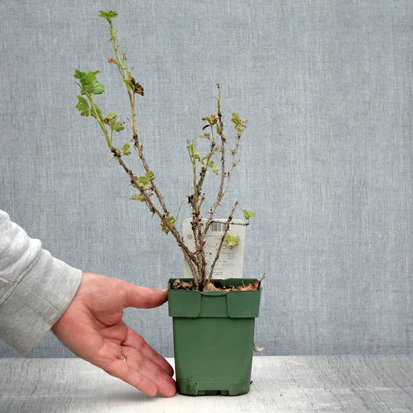 Example of Groseillier à maquereau Lady Sun Pot de 1L/1,5L, Buisson as you get in ete