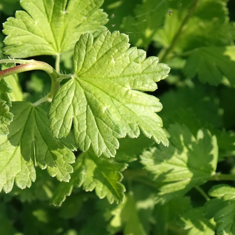 Groseillier à maquereaux Captivator (Foliage)
