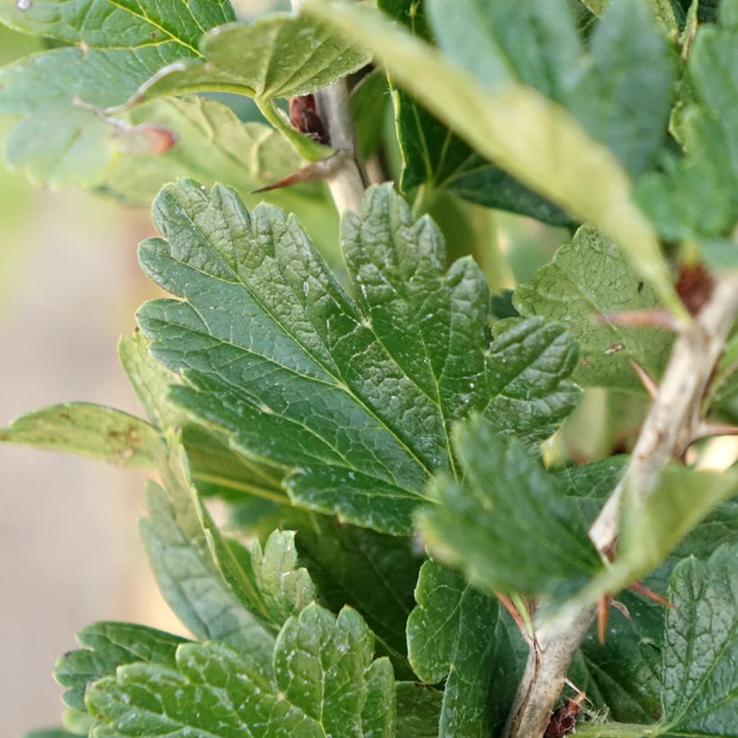 Groseillier à maquereaux Crispa Darling - Ribes uva-crispa (Foliage)